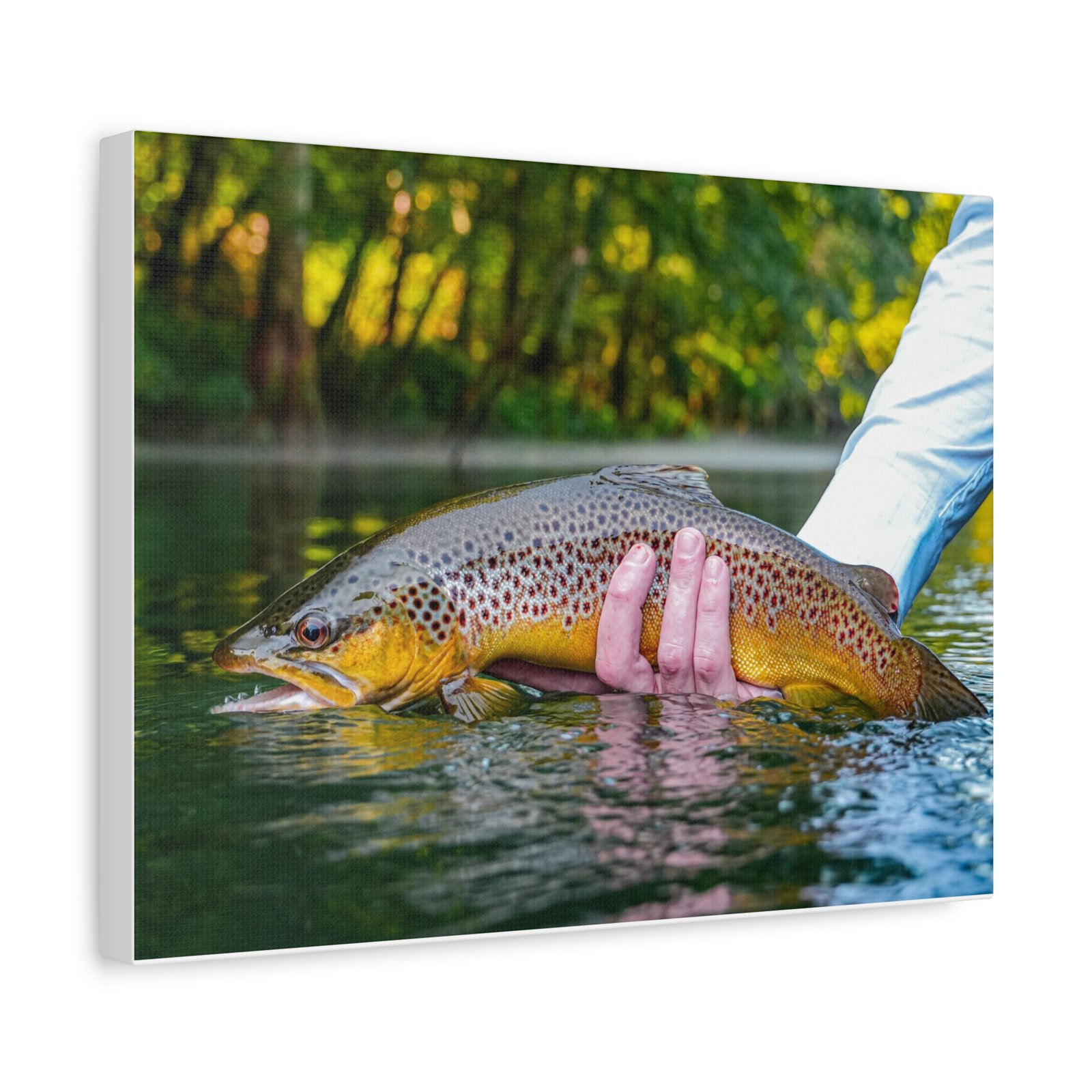 Wild Brown Trout | Little Red River | Summer 2026 - Image 2