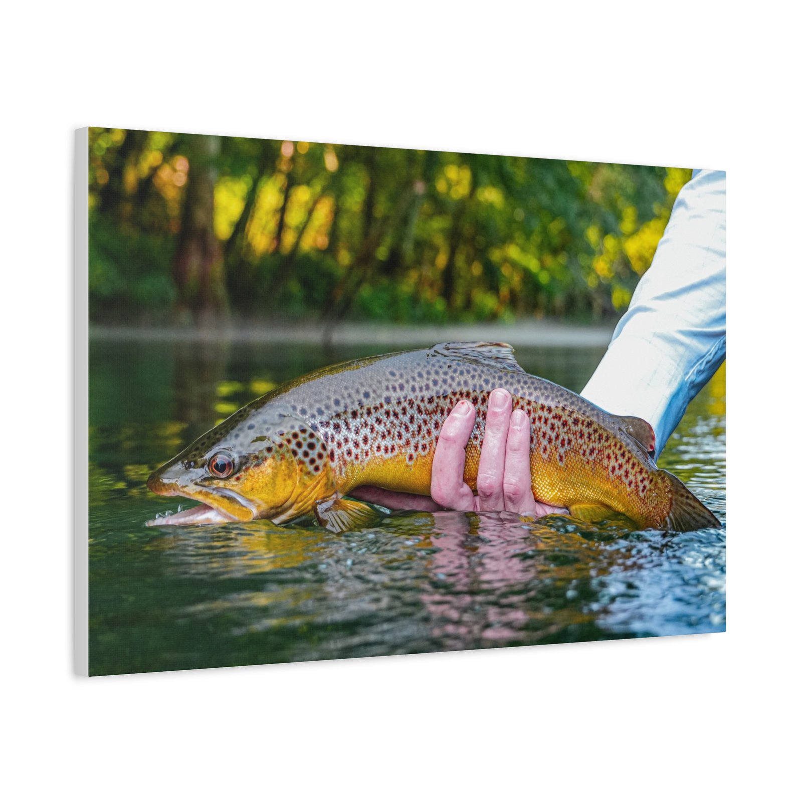 Wild Brown Trout | Little Red River | Summer 2026 - Image 10