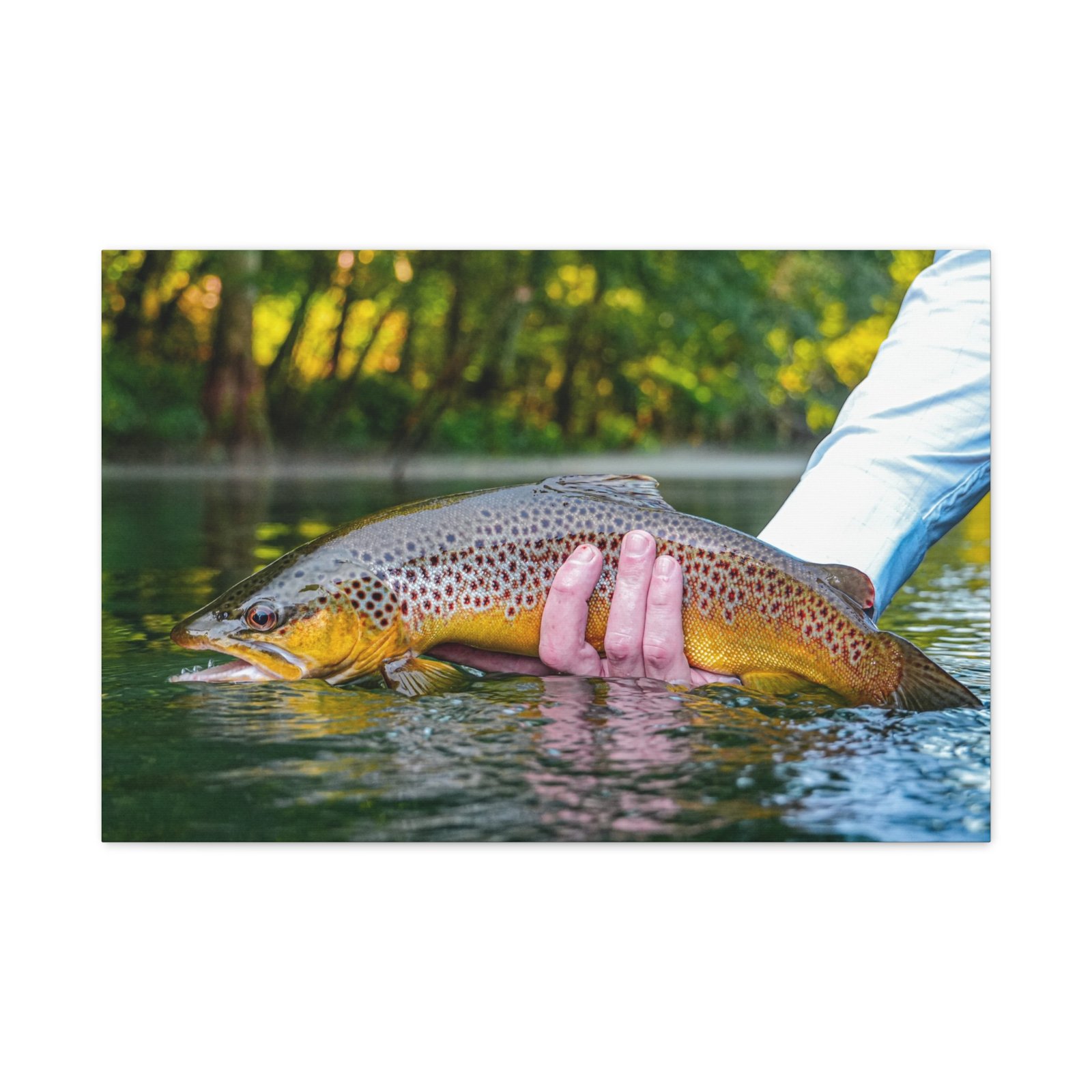 Wild Brown Trout | Little Red River | Summer 2026 - Image 9