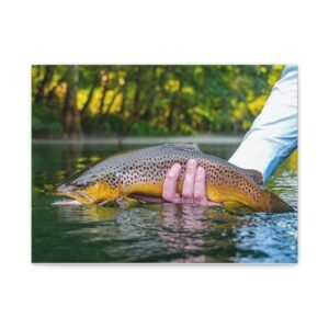Wild Brown Trout | Little Red River | Summer 2026