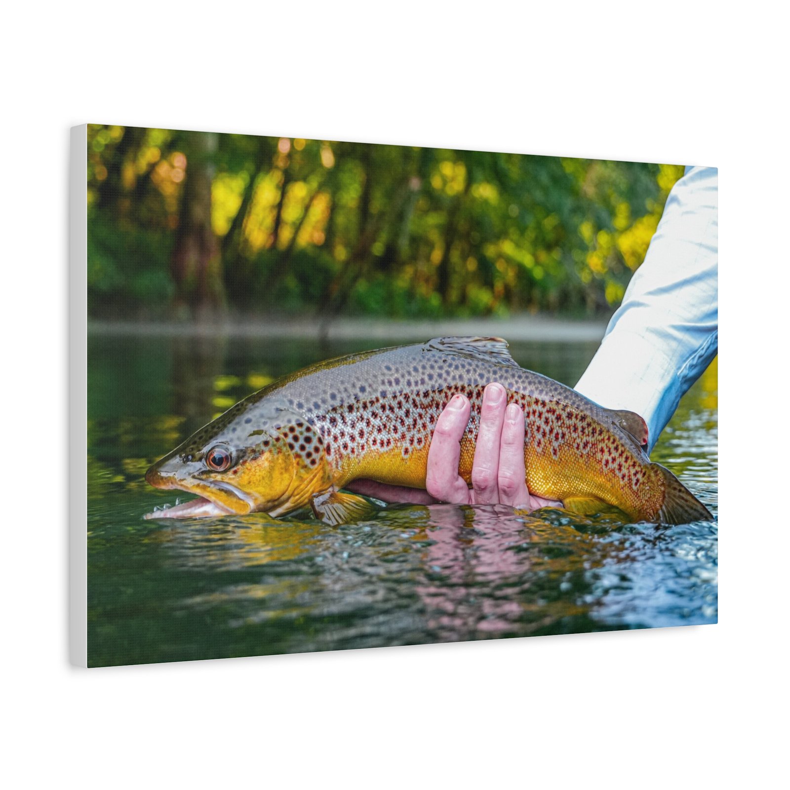 Wild Brown Trout | Little Red River | Summer 2026 - Image 6
